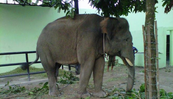 Gajah Sumatera, Salah Satu Satwa yang Menjadi Koleksi Taman Rimba Kota Jambi